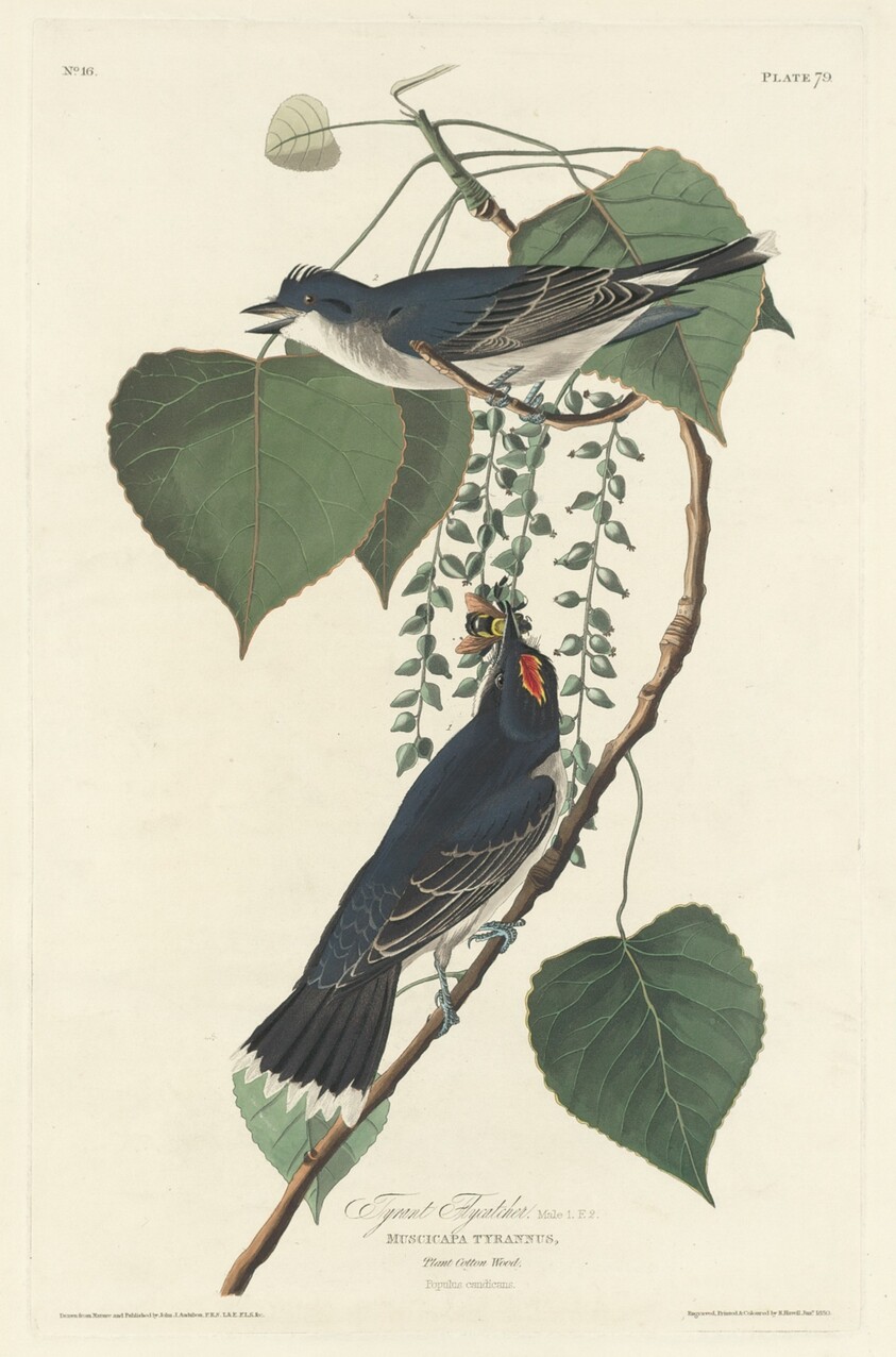 Tyrant Flycatcher