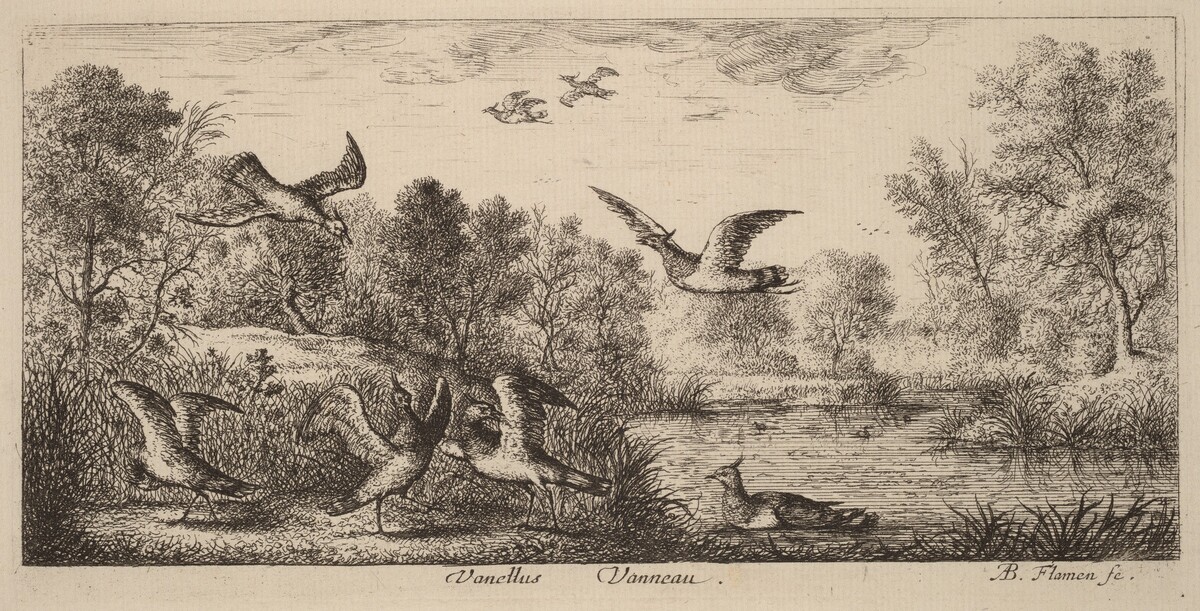Vanellus, The Lapwing