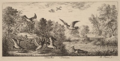 Vanellus, The Lapwing