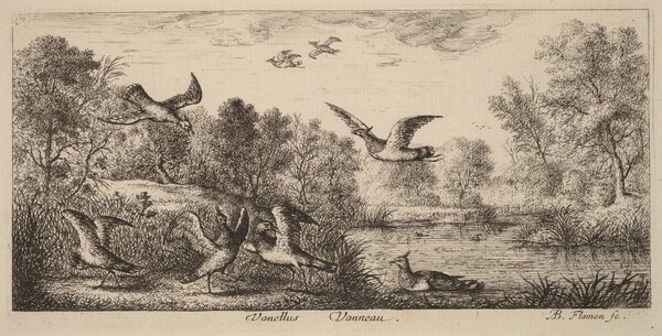 Vanellus, The Lapwing