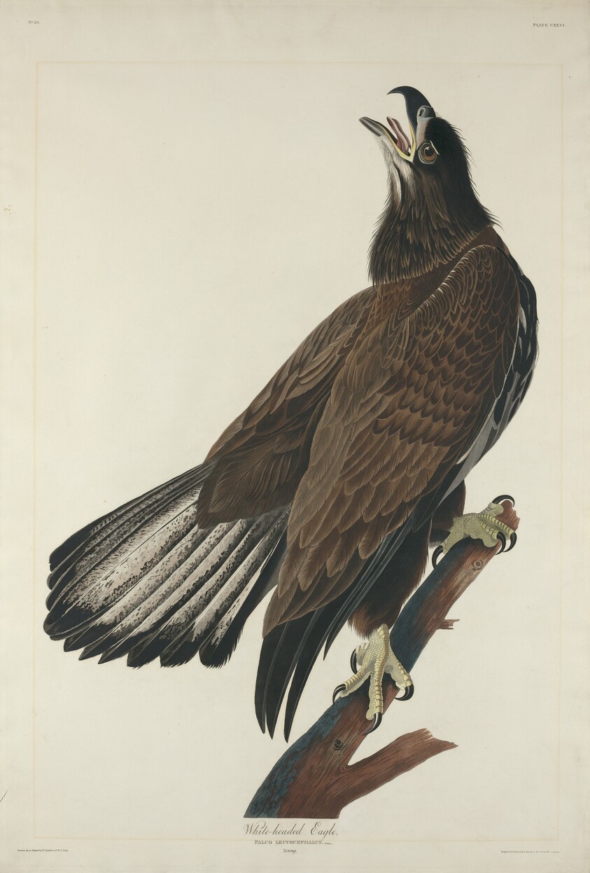 White-Headed Eagle