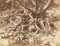 Tree with Tangle of Roots, Hugh Owen, 1853