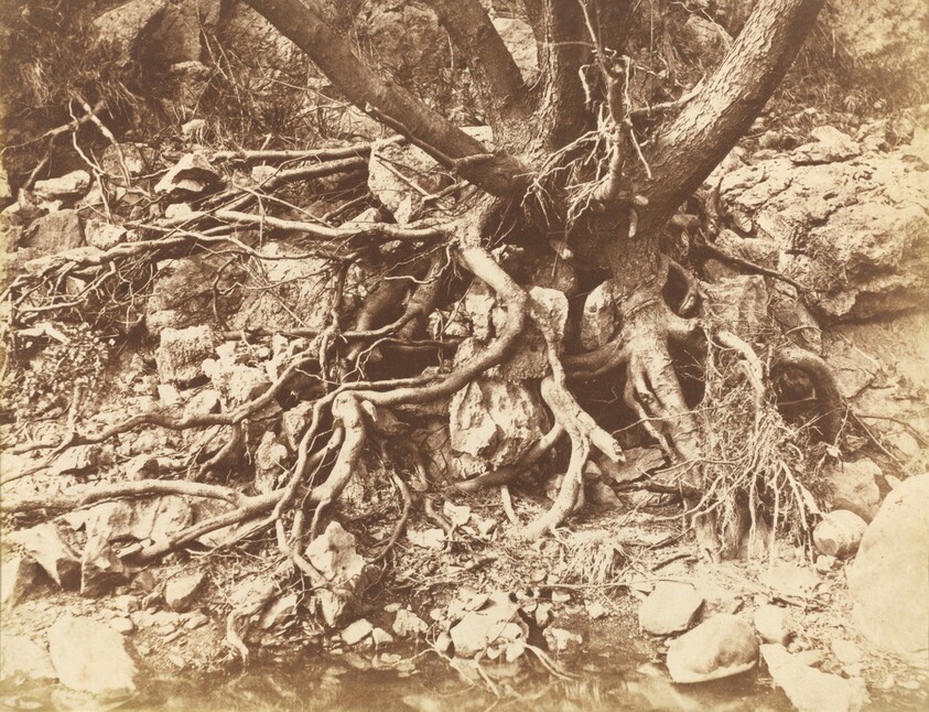 Tree with Tangle of Roots