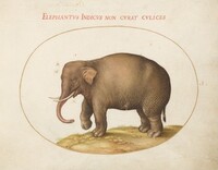 Plate 1: Elephant with Insects, Joris Hoefnagel, c.1575/1590s