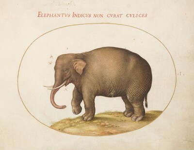 Plate 1: Elephant with Insects, Joris Hoefnagel, c.1575/1590s