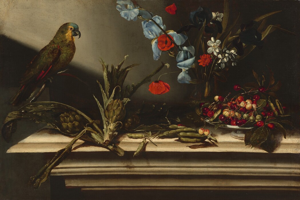 A parrot perches on a branch to the left next to some artichokes, a vase of flowers, and a dish of cherries in this horizontal still life painting. Light comes from the top left corner, and the objects are arranged across a cream-white stone ledge with stepped molding on the underside. The front left corner of the molding is near the left edge of the painting, and the ledge continues off the right side of the canvas. The parrot has a muted green body, yellow and blue head, red-streaked wings, and a hooked beak. It faces our right in profile. The source of the branch on which it perches is difficult to make out. It does not seem to be coming from the stalks of artichokes lying to our right of the bird, and the back end of the stick is lost in shadow. Seven cigar-sized pea pods lie on the ledge next to the three artichoke stalks. Ruby-red cherries shimmer in the light, and they are interspersed with a variety that is pale yellow and blush red and some unripe cherries. Two more pea pods are on this pale blue dish, which has a low pedestal foot, with the cherries. Behind the cherries and peas is a vase with sky-blue and nearly black irises, vivid red poppies, shite flowers, and a red flower with layers of small, rounded petals. The background is slate gray where the light falls across the far wall and deep in shadow beyond that.