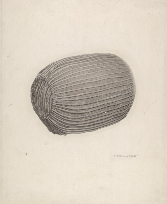 The image shows a series of parallel curving lines forming the shape of an elongated oval form. The lines create a pattern resembling a closed pinecone or a tightly wrapped bundle. The drawing evokes familiarity with the spiral of a seashell or the ridges of a pumpkin. The lines are evenly spaced, covering the entire form and emphasizing its three-dimensional quality against a plain background.