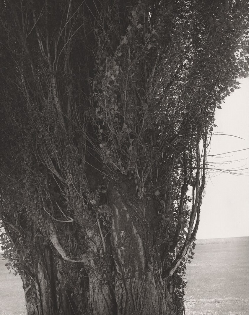 Poplars, Harney County, Oregon