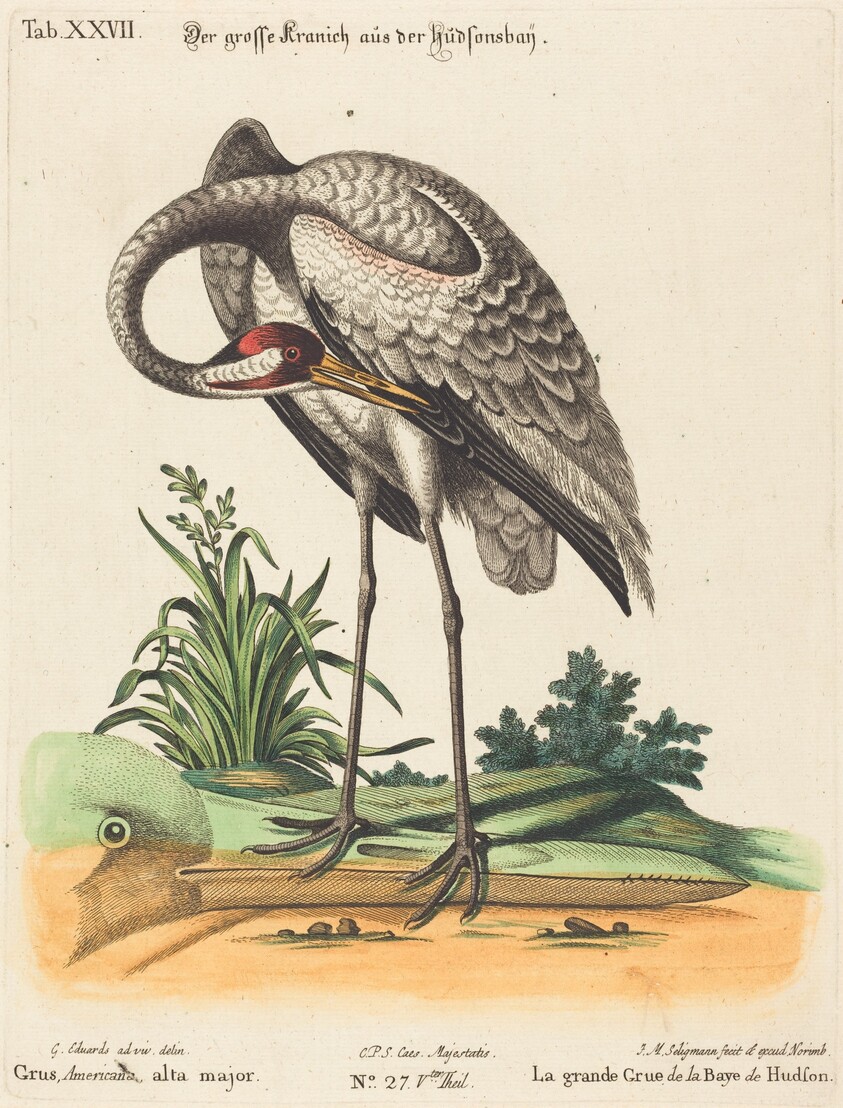 Grus Americana, alta major