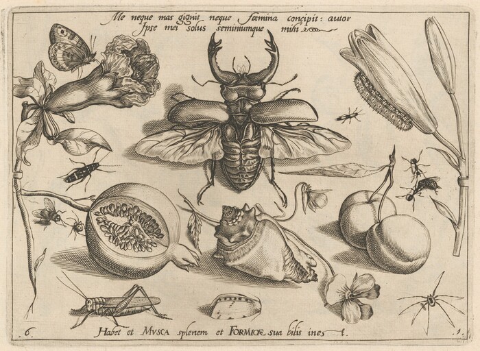 The image shows various insects and plants arranged around a central beetle. The elements include a butterfly, flower, pomegranate, grasshopper, conch shell, cherries, and additional flowers. The color scheme is monochrome with shades of brownish-black and off-white.