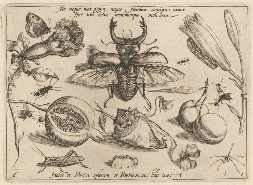 Archetypa studiaque patris Georgii Hoefnagelii [Part 1, Plate 6]