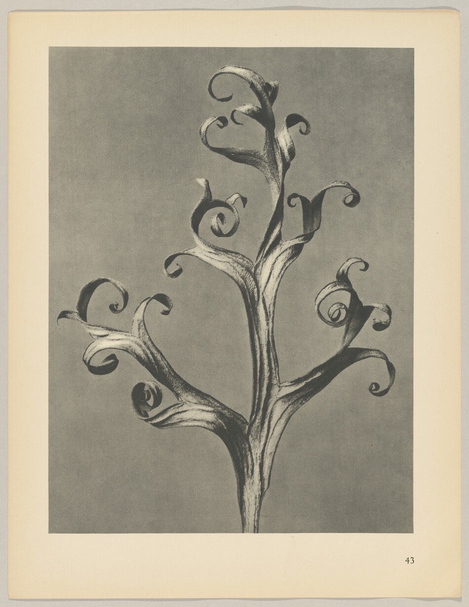The image shows a large, central plant stem with swirling tendrils extending outward, creating an intricate shape. The color palette is monochromatic, with shades of grey. The main plant stem is positioned vertically in the center, with tendrils branching off symmetrically to the left and right, some reaching upwards and others curling downwards. The background is a plain gradient of grey.