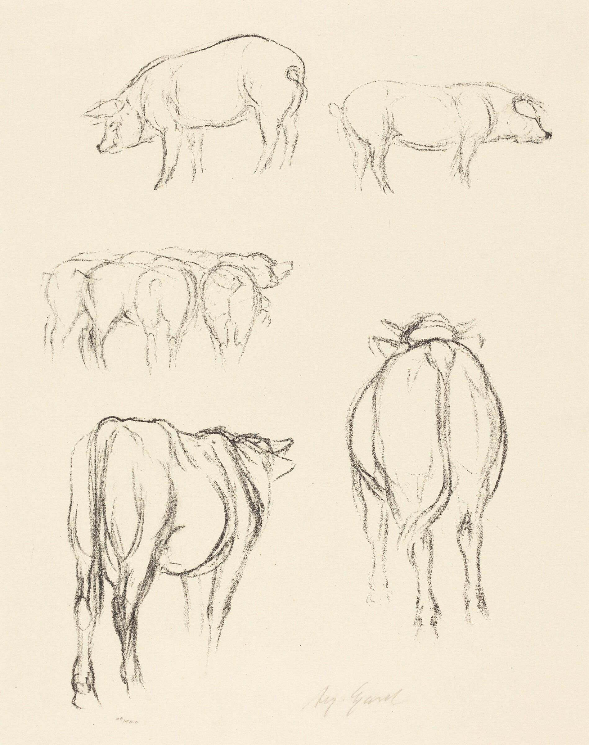 Animal Sketches, August Gaul