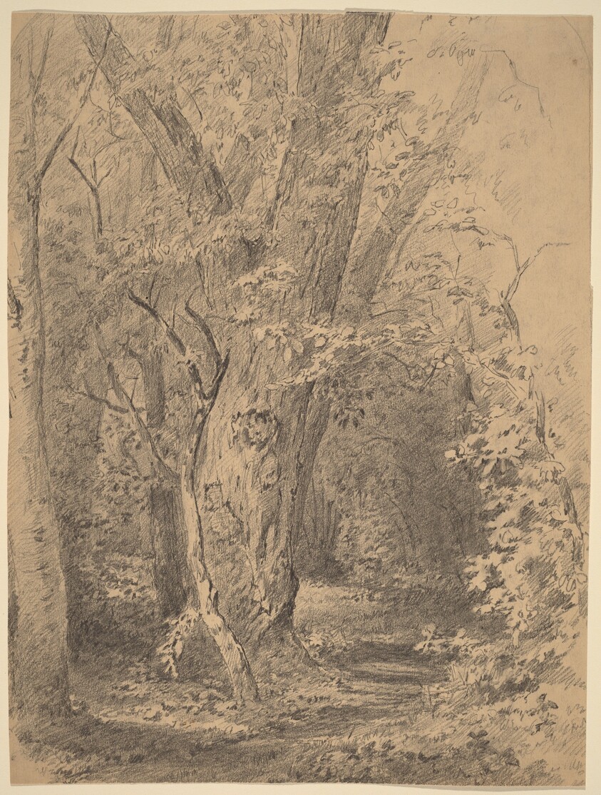 Tree and Foliage