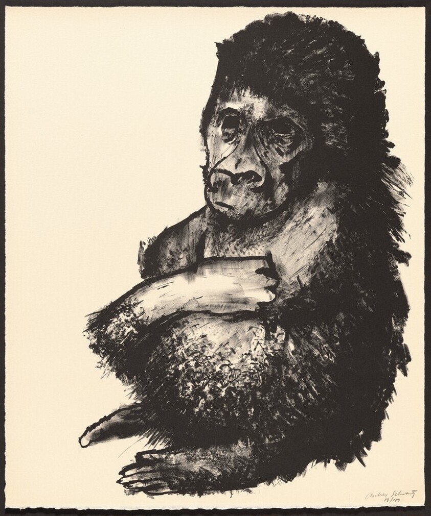 Gorilla