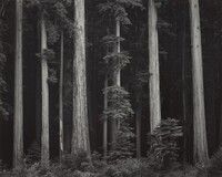 Redwoods, Bull Creek Flat, Northern California, Ansel Adams, c. 1960, printed 1980