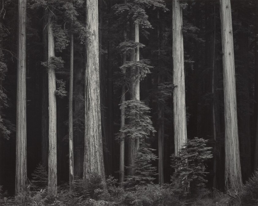 Redwoods, Bull Creek Flat, Northern California