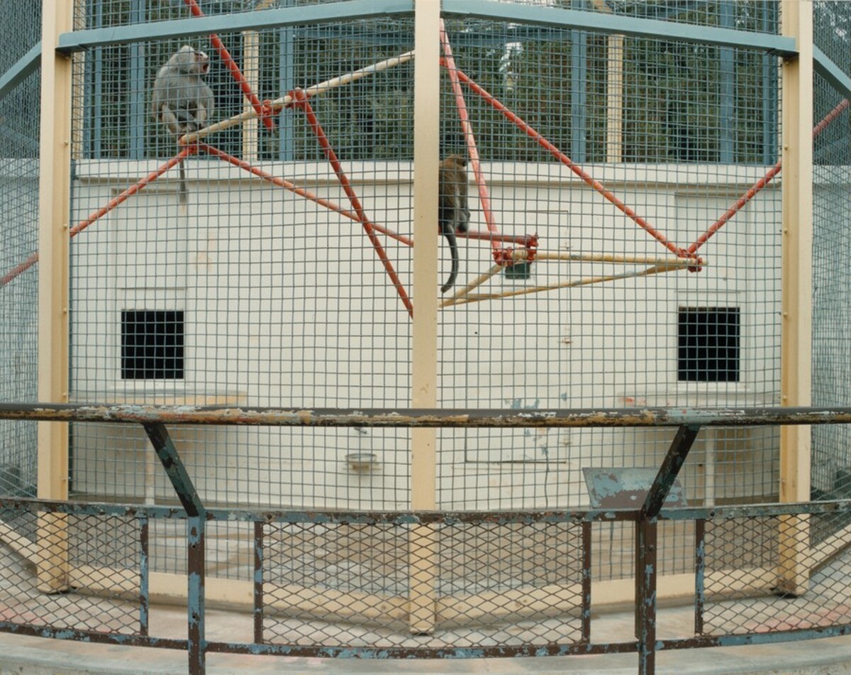 Hamadryas Baboon, Oakland Zoo