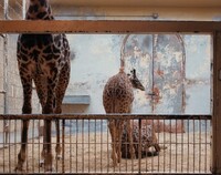 Giraffes, National Zoo, Washington D.C., Volker Seding, January 1986, printed 1988