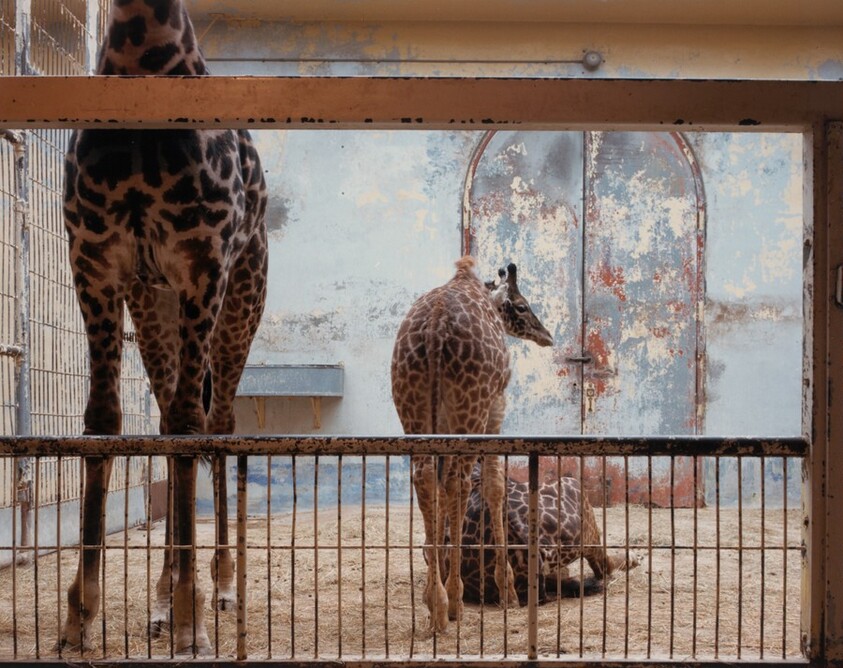 Giraffes, National Zoo, Washington D.C.