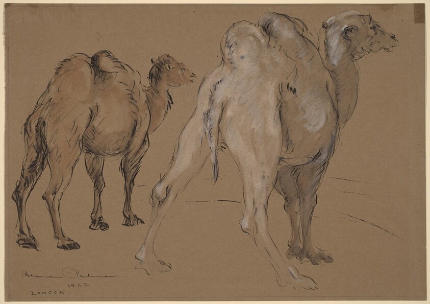 Dromedaries, London