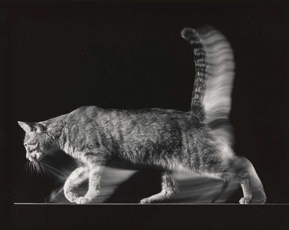This is a photograph of a cat walking with a blurred tail against a dark background. The cat is in mid-stride, with its tail appearing dynamic and contrasting with the sharp detail of the cat's body and head. The image is in black and white, emphasizing the textures of the cat's fur and the smoothness of the background, creating a dramatic composition that draws attention to the fluidity of the cat's movement.