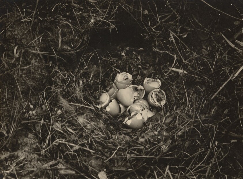 Nest met ledige en inelkaargeseschoven eierschalen van den Patrijs (Nest with Empty and Nested Eggshells of the Partridge)