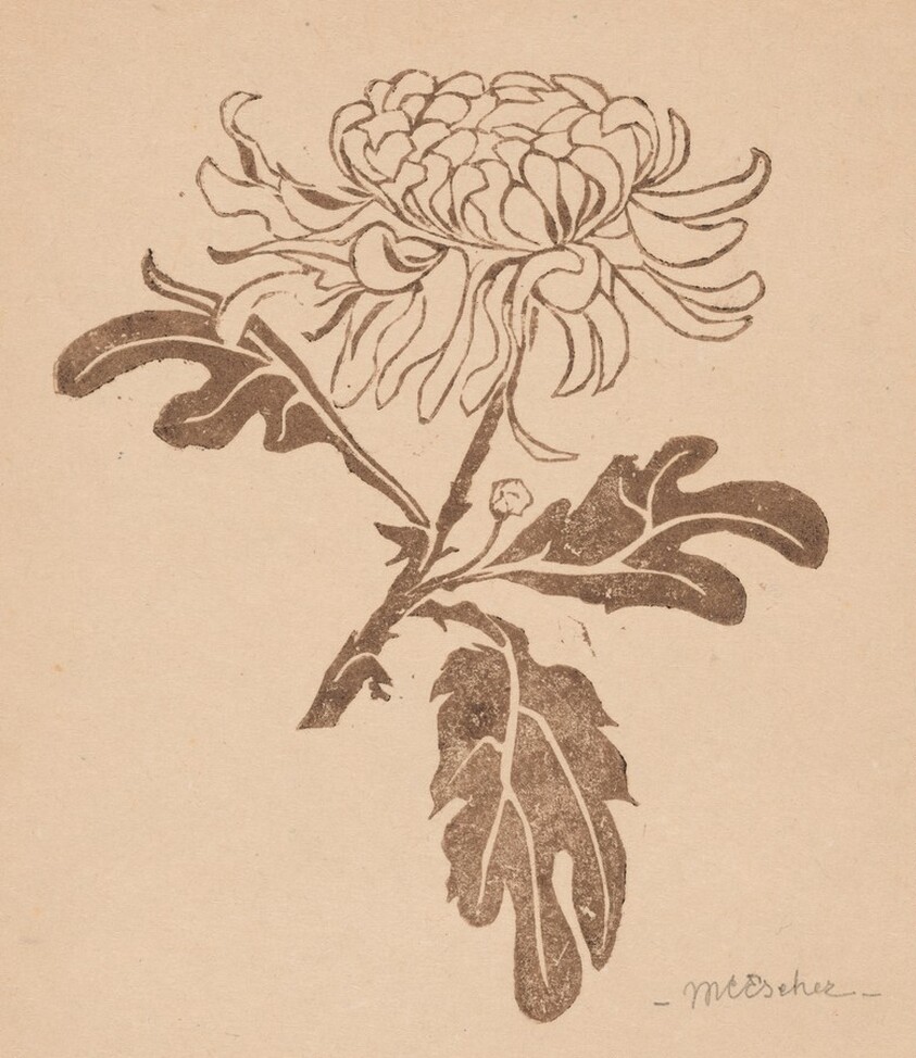 Chrysanthemum