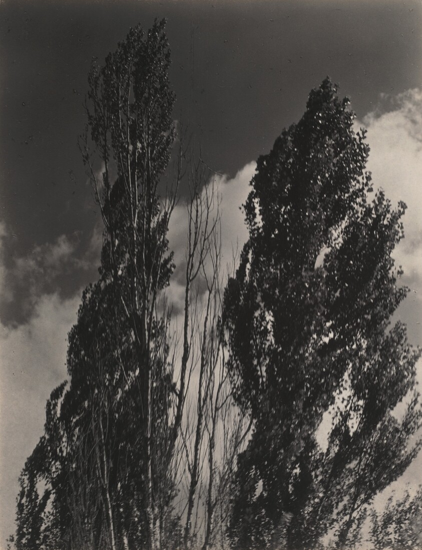 Poplars—Lake George