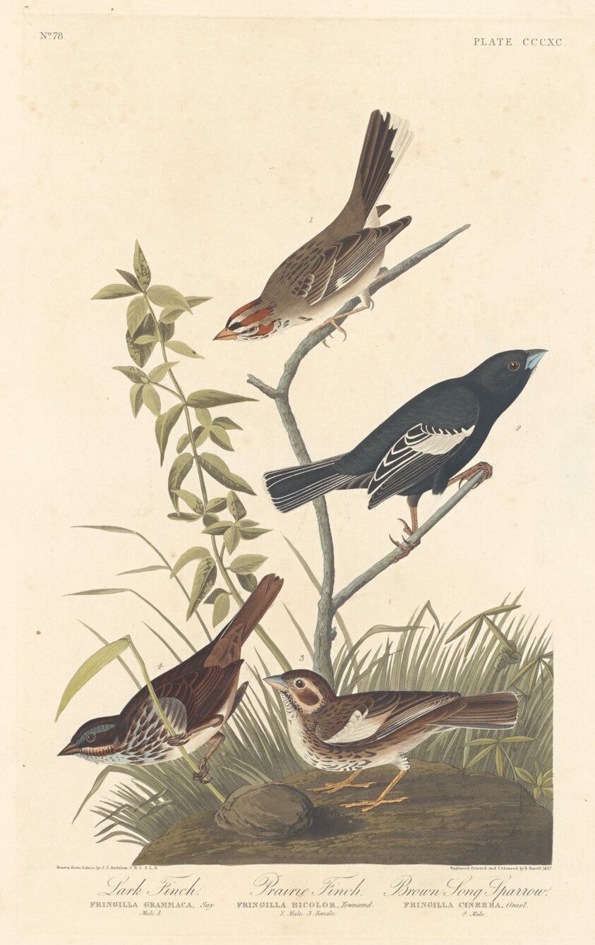 Lark Finch, Prairie Finch and Brown Song Sparrow