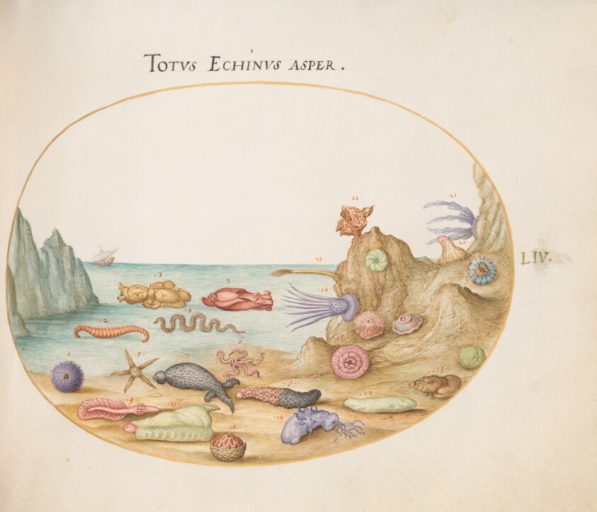 Plate 54: Sea Cucumbers, Sea Urchins, Starfish, a Sea Nettle, a "Sea Hare," and Other Marine Life
