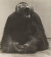 Gähnender Orang-Utan (Yawning Orangutan), Dr. Paul Wolff, Alfred Tritschler, c. 1935