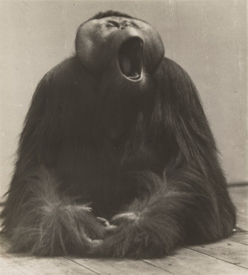 Gähnender Orang-Utan (Yawning Orangutan)