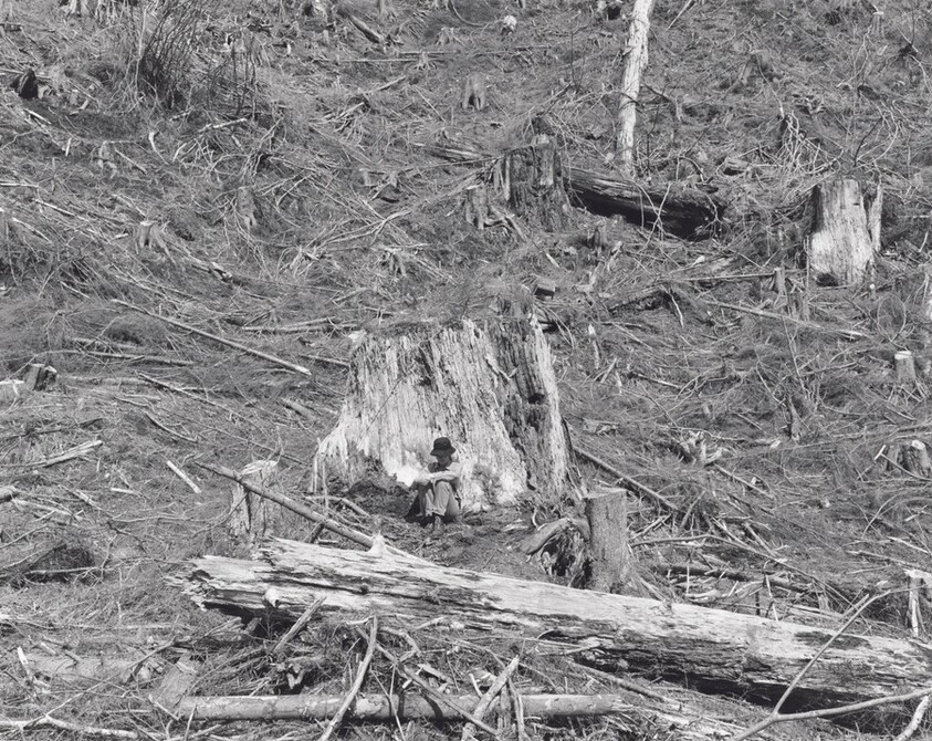 Kerstin, old-growth stump, the last evidence of the original forest, Clatsop County, Oregon