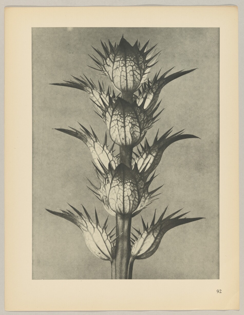 The image shows a tall plant with multiple large, closed flower buds along its central stem. The buds are bulbous and covered in spiky bracts. The color palette is monochromatic, with shades of gray providing a detailed view of the plant's texture. In the foreground, the plant is positioned centrally, with the stem vertically aligned and the flower buds emerging at regular intervals along the stem. There is a number "92" at the bottom right corner of the image.