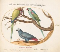 Plate 58: African Gray Parrot, Indian Ring-Necked Parrot, and a Third Parrot, Joris Hoefnagel, c.1575/1590s