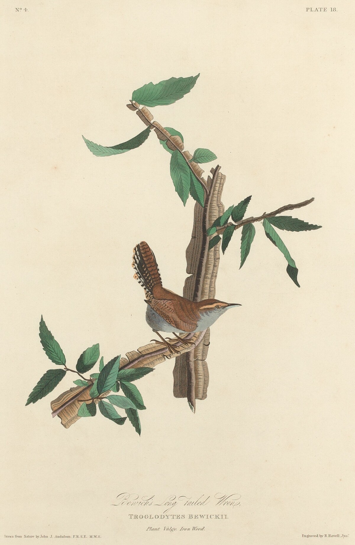 Bewick's Long-tailed Wren