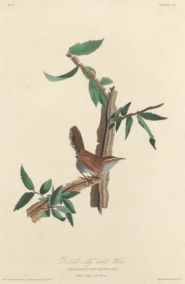 Bewick's Long-tailed Wren