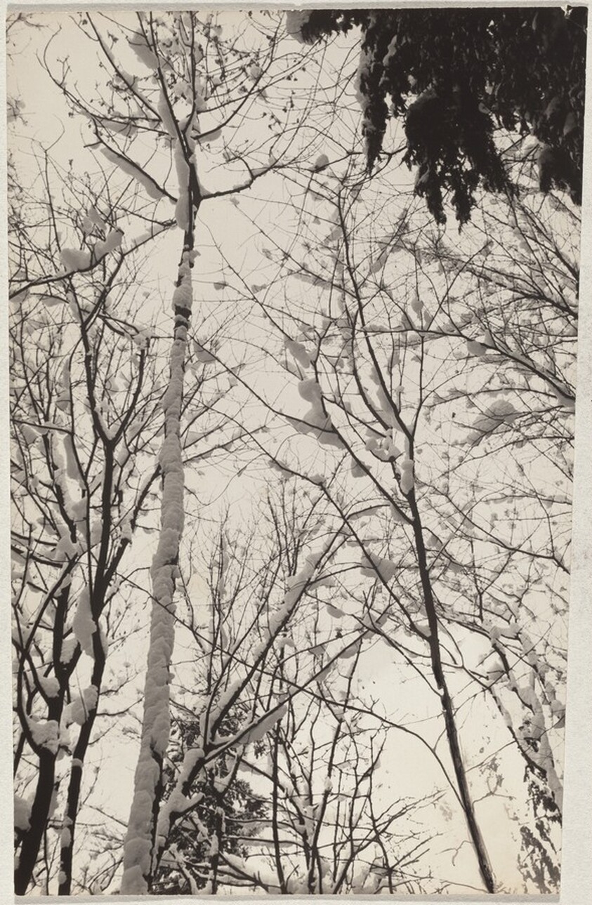 Snow-covered tree--Landscape