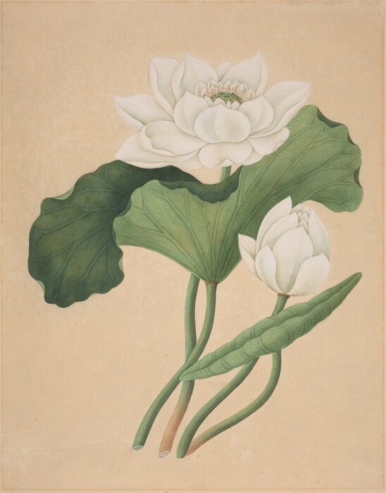 This painting shows two large white lotus flowers, one fully bloomed and the other in budding stage, with textured green leaves. The fully bloomed lotus is positioned towards the top-center, a large green leaf underneath it, while the closed bud is lower and slightly to the right, next to a thinner leaf. Green stems originate from the bottom of the painting and connect to the flowers and leaves. The background is beige.