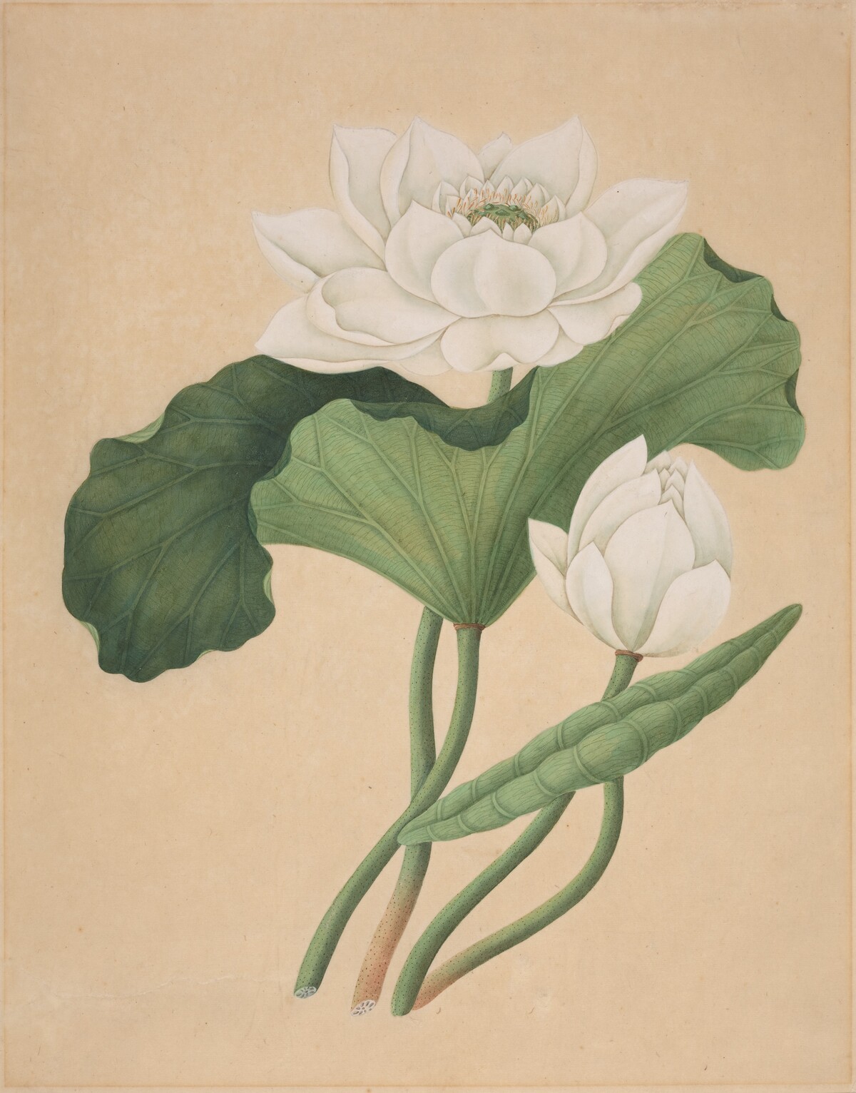 East Indian Lotus (Nelumbo nucifera)