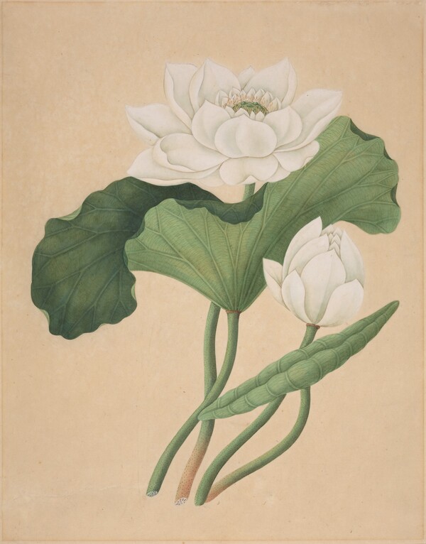 East Indian Lotus (Nelumbo nucifera)