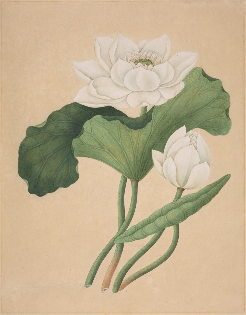 East Indian Lotus (Nelumbo nucifera)