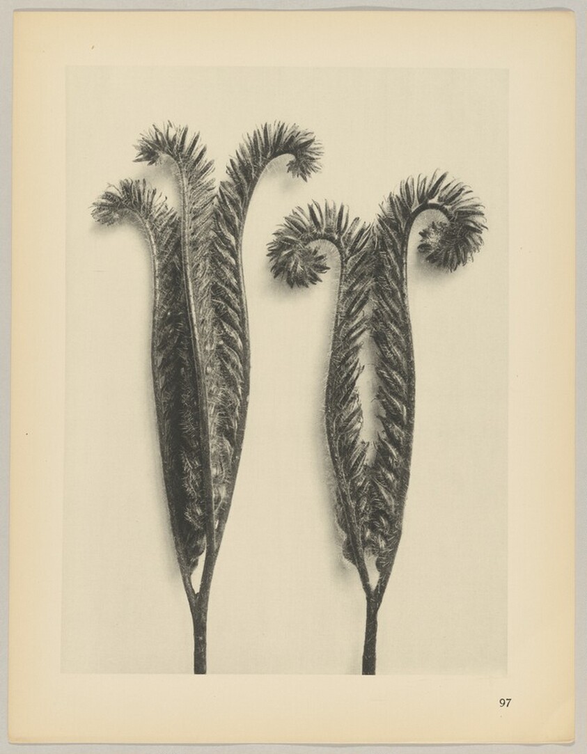 Phacelia tanacetifolia