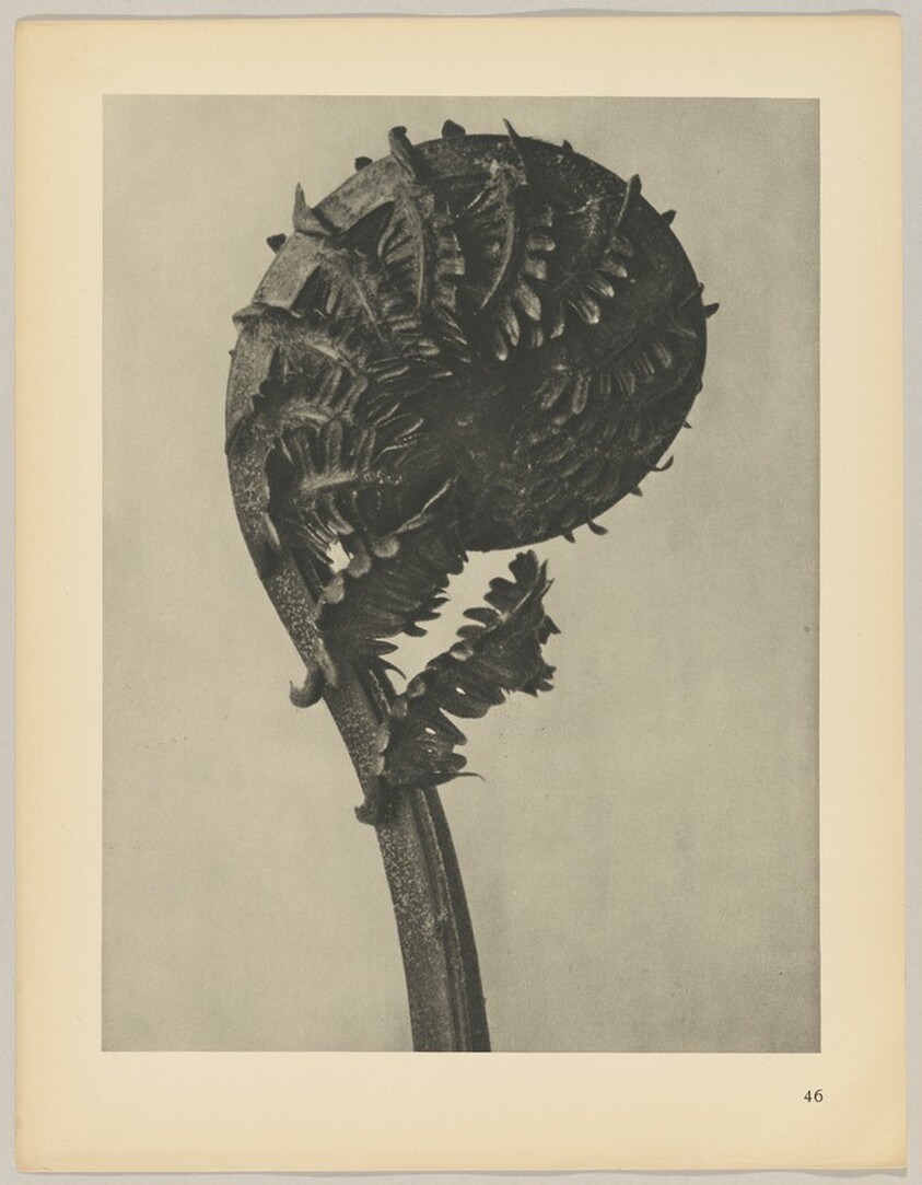 Struthiopteris germanica