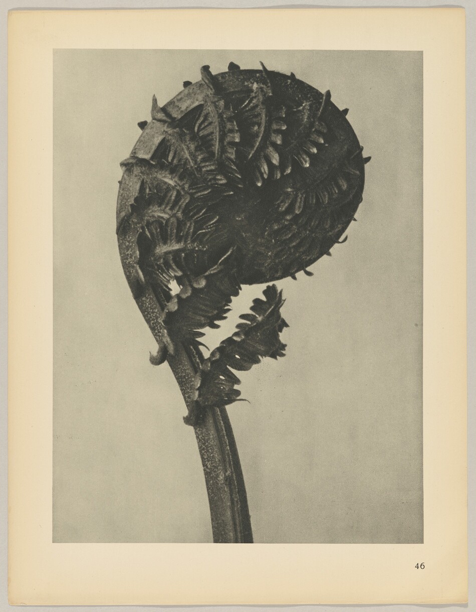 The image displays a large curling fern frond in close-up detail, showcasing its intricate leaves unfurling. The color palette consists of various shades of gray. The fern is centrally positioned, with the stem rising from the bottom of the image and the frond curling to the left and upwards. The background is a plain light gray, contrasting with the dark tones of the fern.