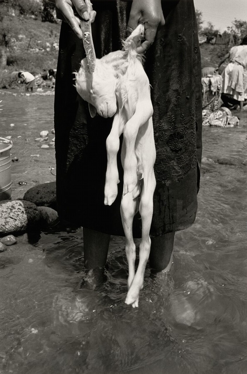 El sacrificio, La Mixteca, México (The Sacrifice, La Mixteca, Mexico)