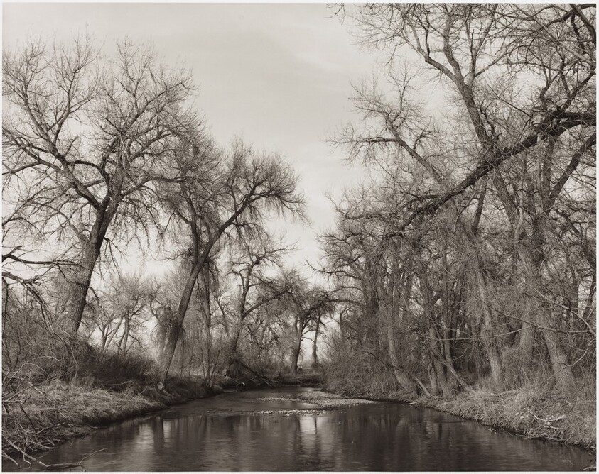 Cottonwoods Along Cache la Poudre River, Colorado