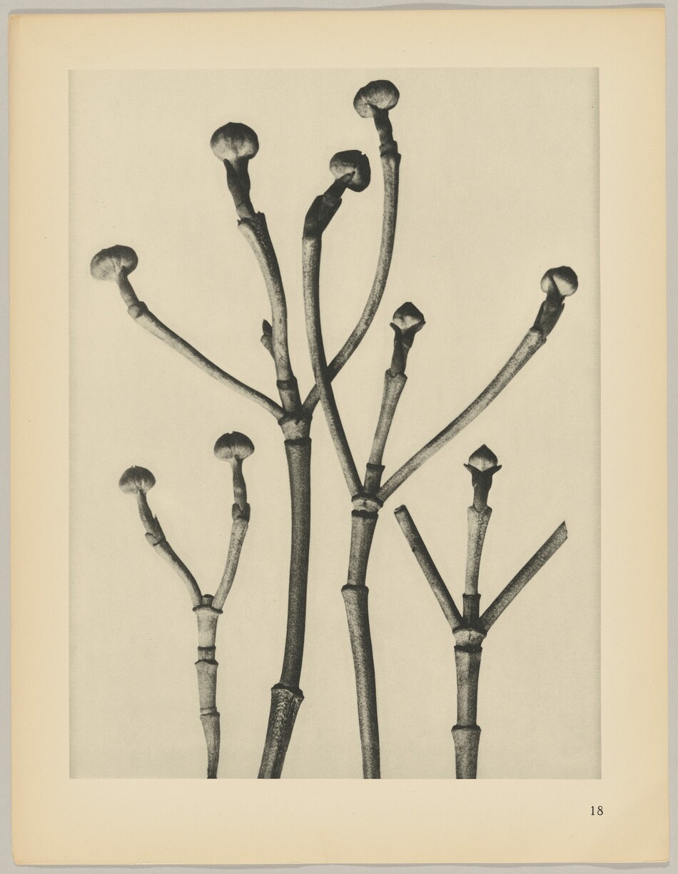 The image shows black and white plant stems with rounded buds at their ends on a light background. The stems are arranged in a fan-like pattern with some crossing over each other.