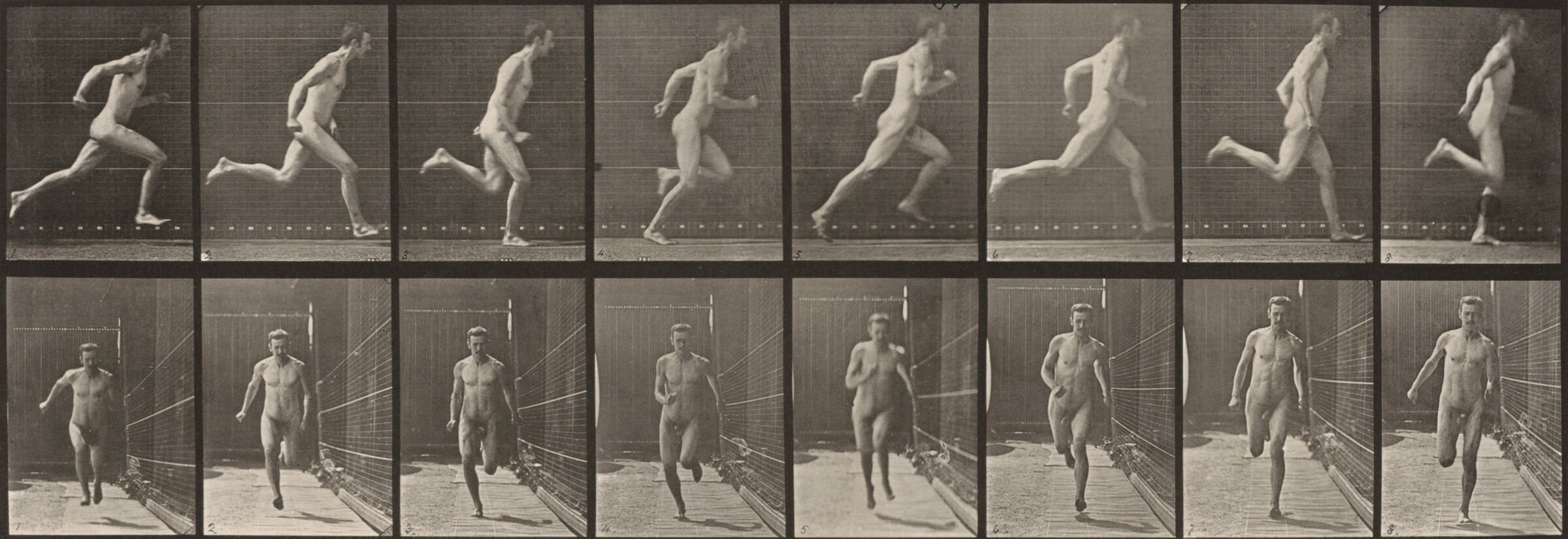 Plate Number 67. Running, Eadweard Muybridge, 1887